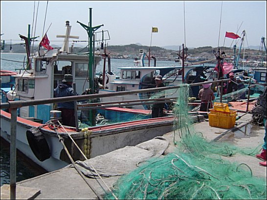 지금 죽변항 주변에는 학꽁치 낚시가 한창이다 